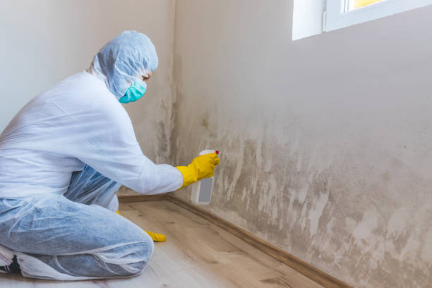Licensed Commercial Mold Remediation service in Easton, PA - Car Mold Remediation